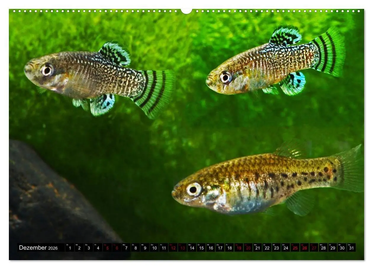 Bild: 9783457381779 | Outdoor-Aquaristik (hochwertiger Premium Wandkalender 2026 DIN A2...