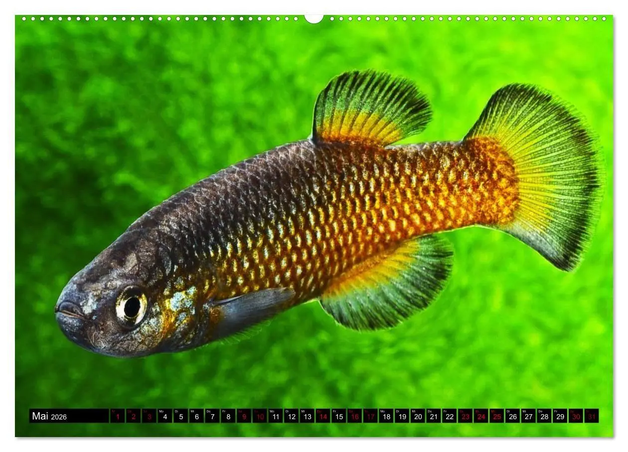 Bild: 9783457381779 | Outdoor-Aquaristik (hochwertiger Premium Wandkalender 2026 DIN A2...