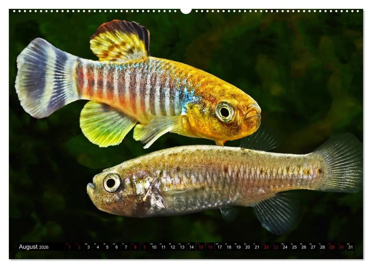 Bild: 9783457381779 | Outdoor-Aquaristik (hochwertiger Premium Wandkalender 2026 DIN A2...