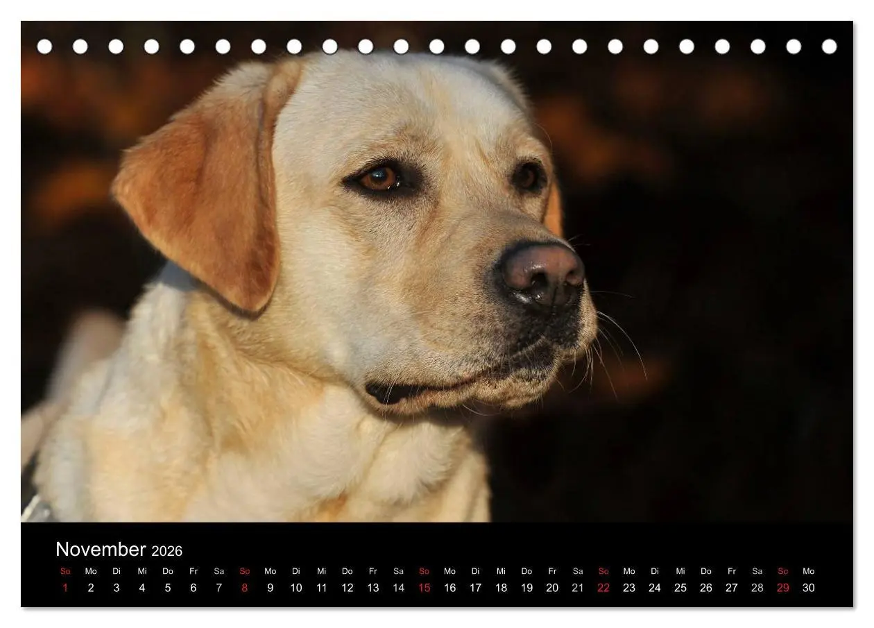 Bild: 9783516161779 | Labrador Retriever 2026 (Tischkalender 2026 DIN A5 quer), CALVENDO...