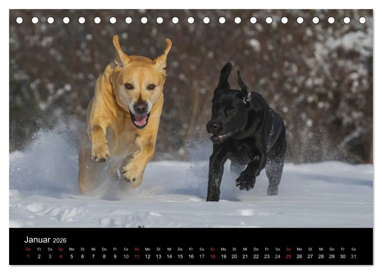 Bild: 9783516161779 | Labrador Retriever 2026 (Tischkalender 2026 DIN A5 quer), CALVENDO...