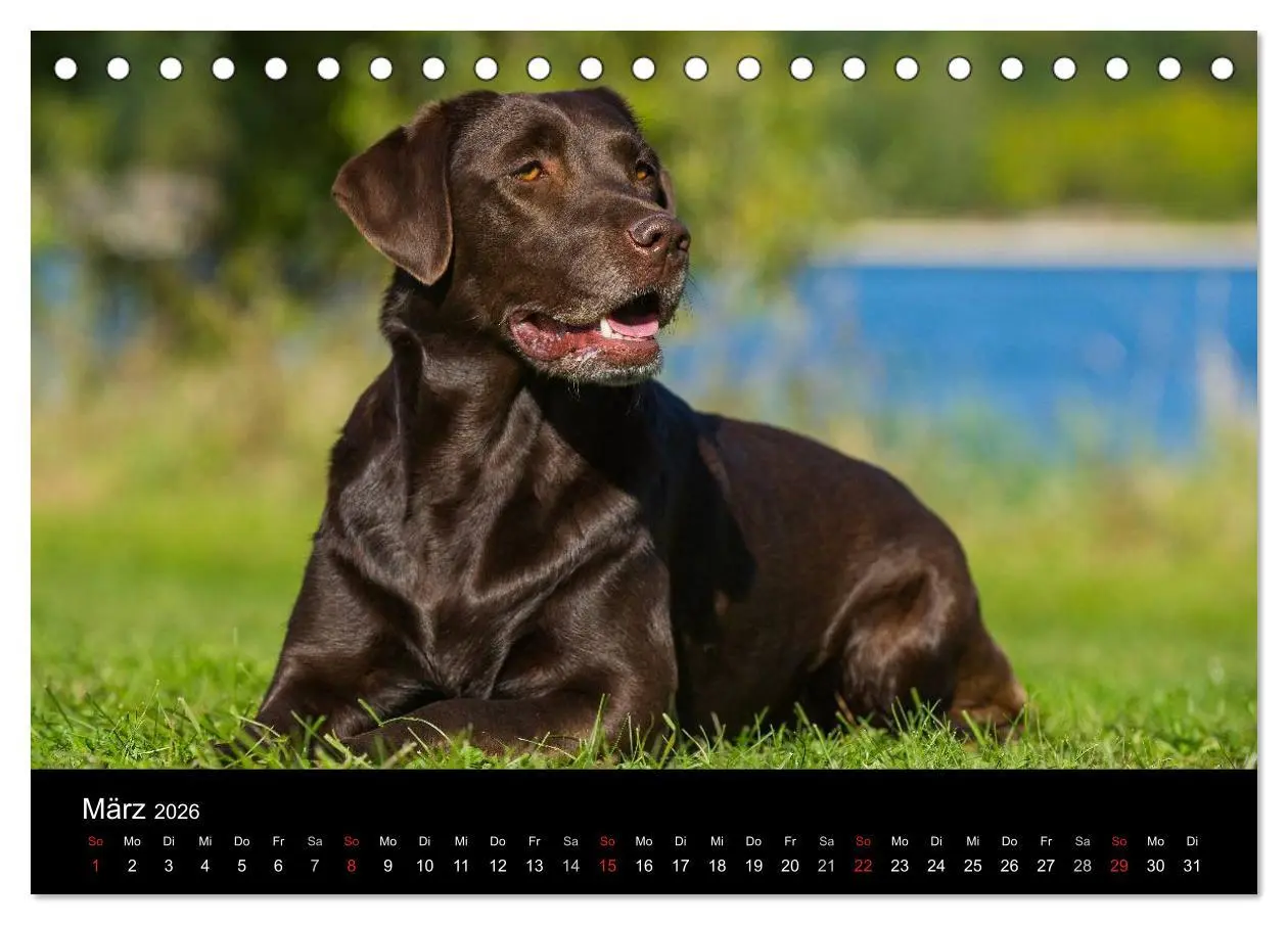 Bild: 9783516161779 | Labrador Retriever 2026 (Tischkalender 2026 DIN A5 quer), CALVENDO...