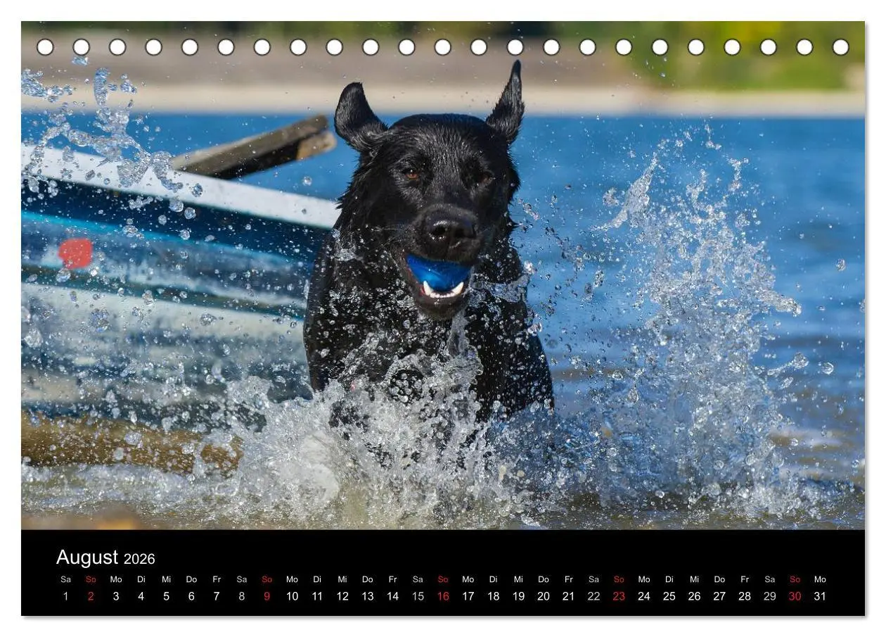 Bild: 9783516161779 | Labrador Retriever 2026 (Tischkalender 2026 DIN A5 quer), CALVENDO...