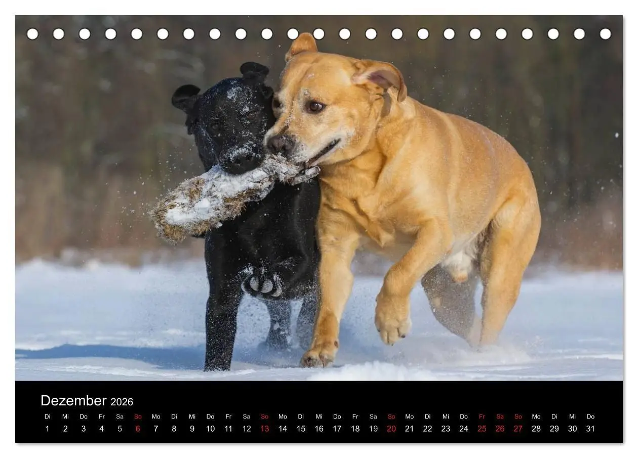 Bild: 9783516161779 | Labrador Retriever 2026 (Tischkalender 2026 DIN A5 quer), CALVENDO...