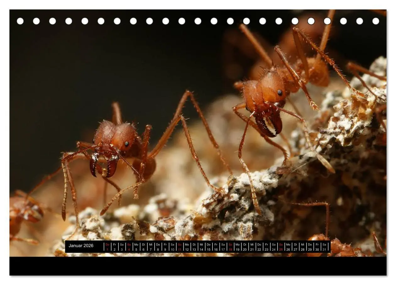 Bild: 9783516151879 | Exotische Ameisen (Tischkalender 2026 DIN A5 quer), CALVENDO...