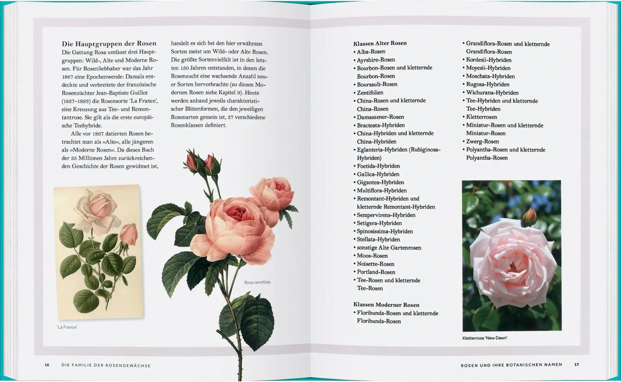 Bild: 9783836921879 | Rosen | Die Geschichte der Rose | Peter E. Kukielski (u. a.) | Buch
