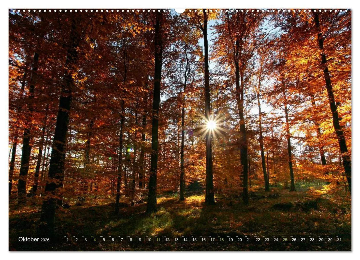Bild: 9783516141979 | Bäume (hochwertiger Premium Wandkalender 2026 DIN A2 quer),...