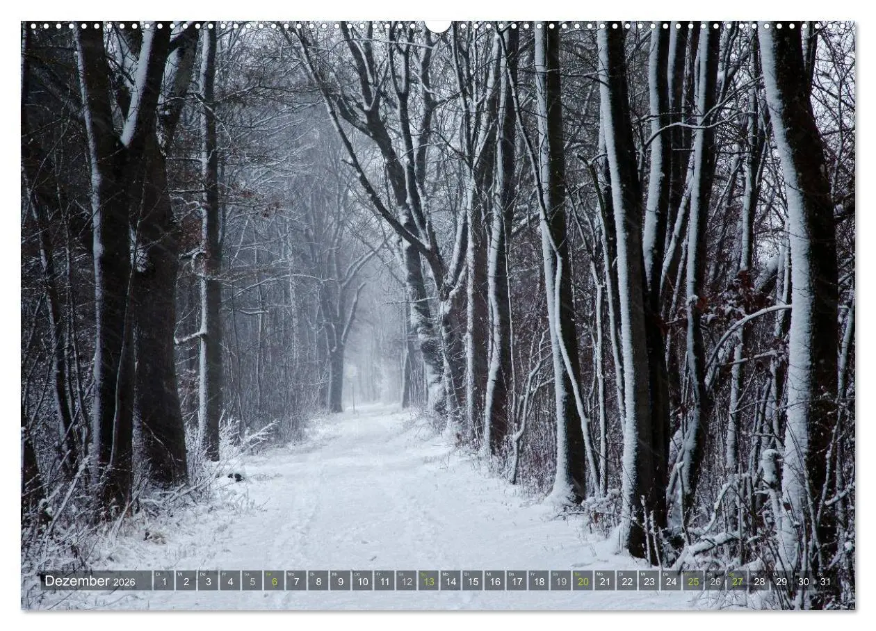 Bild: 9783516141979 | Bäume (hochwertiger Premium Wandkalender 2026 DIN A2 quer),...