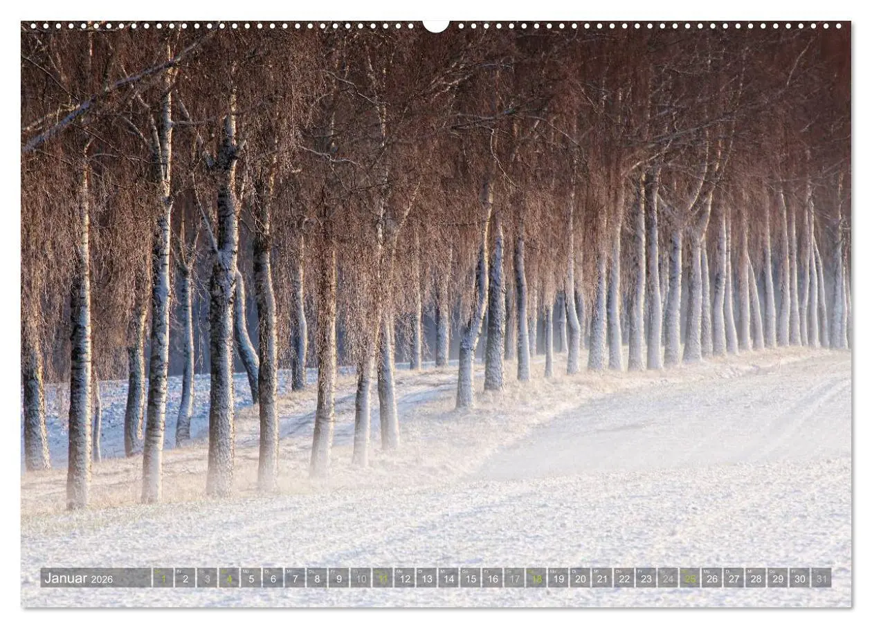 Bild: 9783516141979 | Bäume (hochwertiger Premium Wandkalender 2026 DIN A2 quer),...