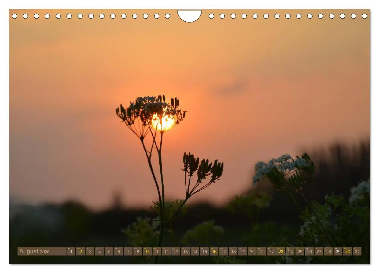 Bild: 9783516211979 | Die Sonne - 2026 (Wandkalender 2026 DIN A4 quer), CALVENDO...