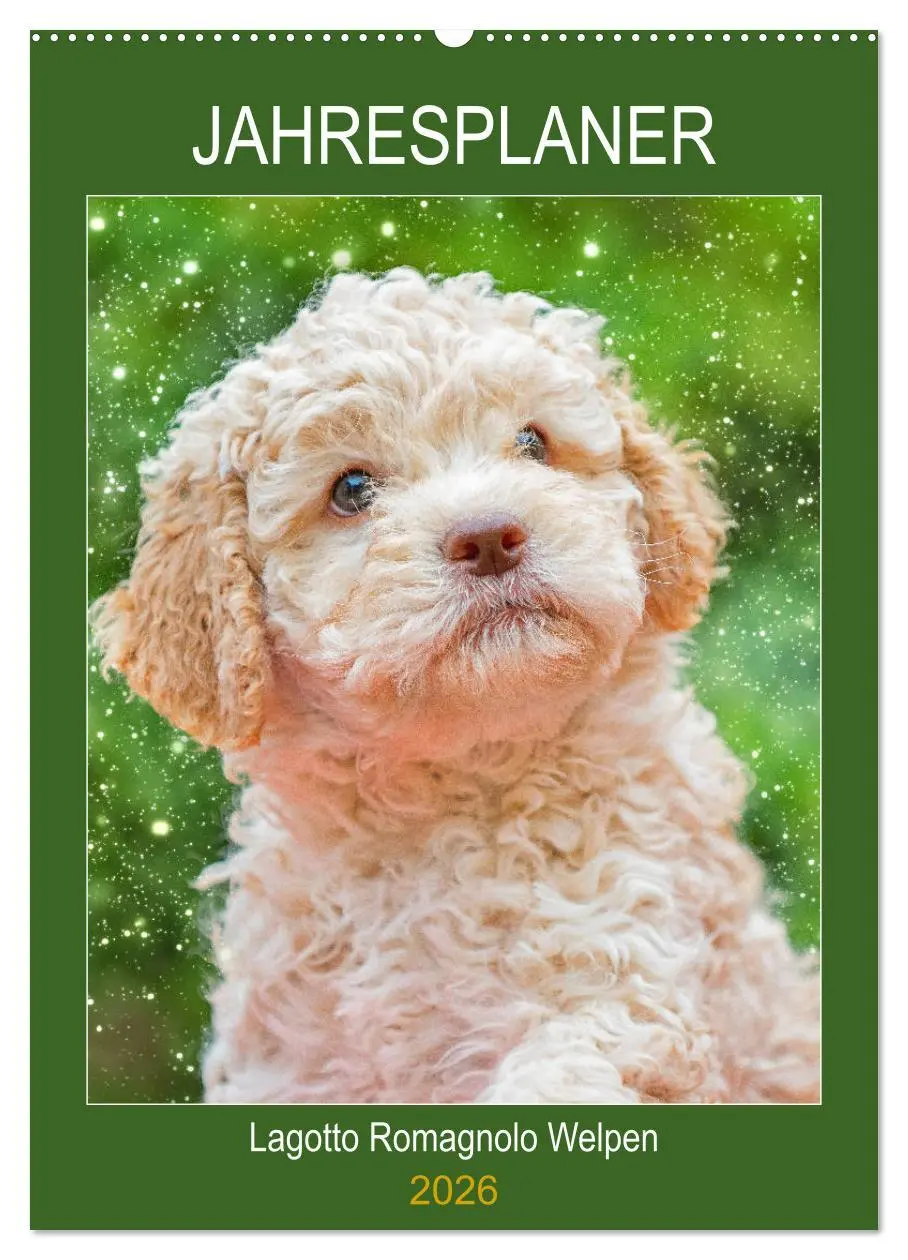 Cover: 9783516381979 | Jahresplaner Lagotto Romagnolo Welpen (Wandkalender 2026 DIN A2...