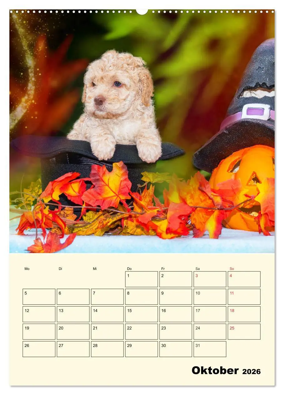 Bild: 9783516381979 | Jahresplaner Lagotto Romagnolo Welpen (Wandkalender 2026 DIN A2...