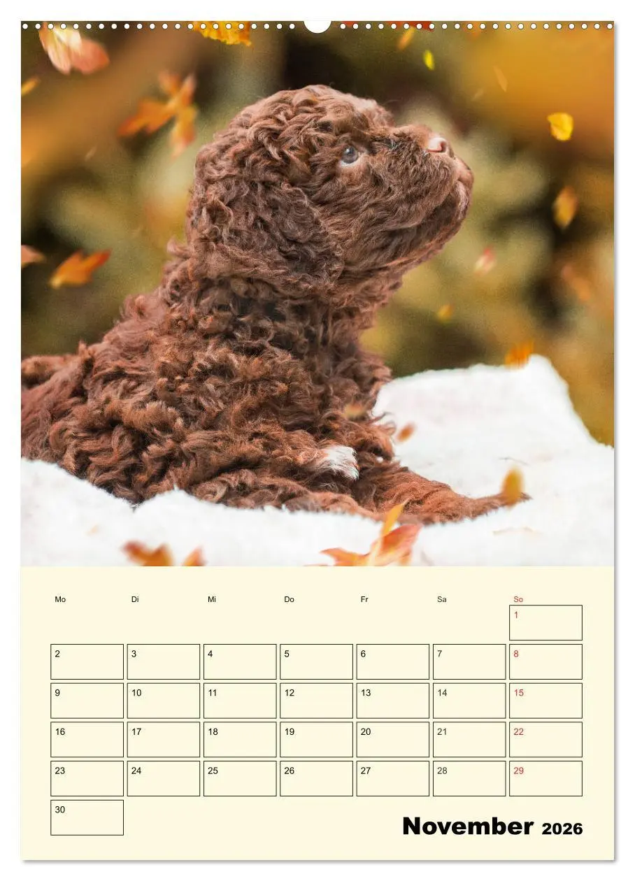 Bild: 9783516381979 | Jahresplaner Lagotto Romagnolo Welpen (Wandkalender 2026 DIN A2...