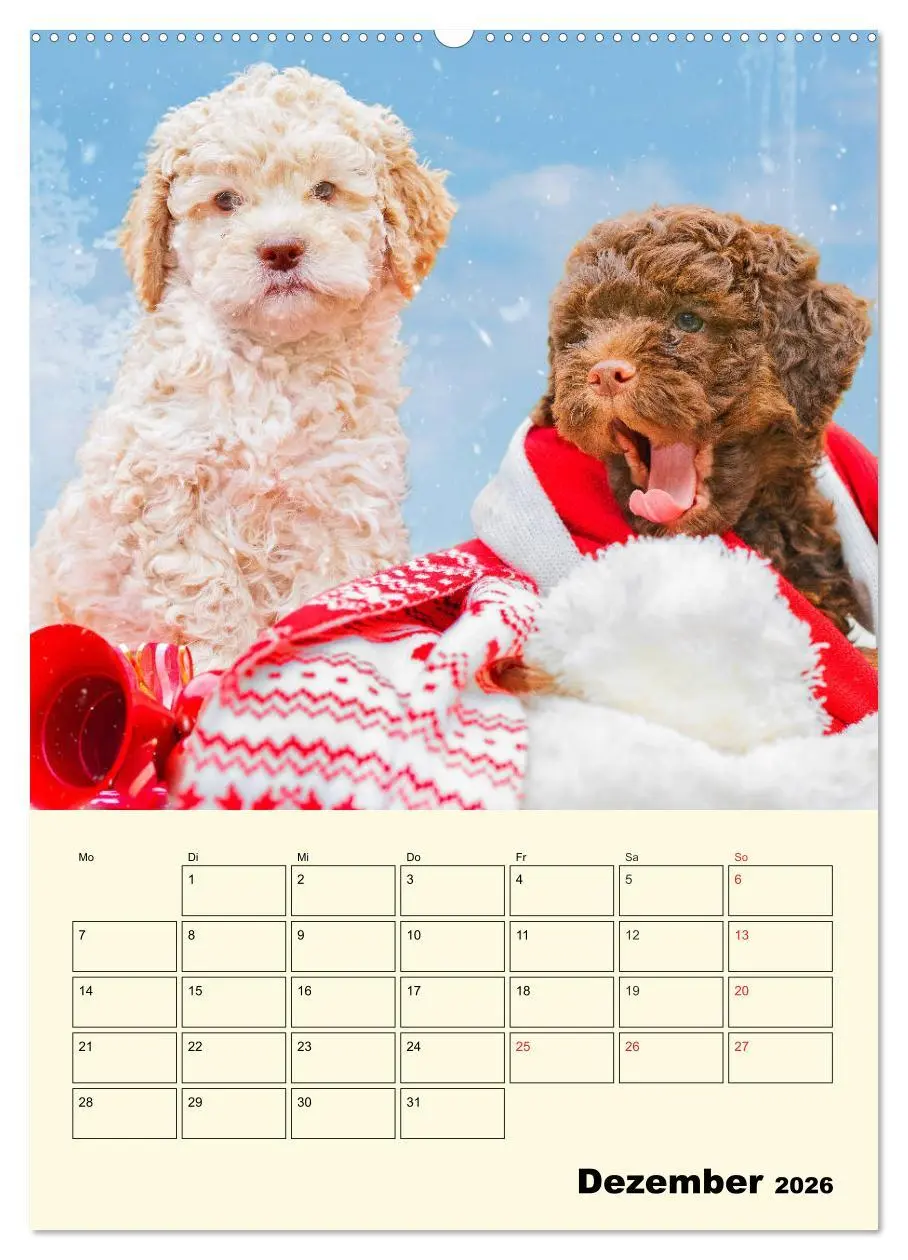 Bild: 9783516381979 | Jahresplaner Lagotto Romagnolo Welpen (Wandkalender 2026 DIN A2...