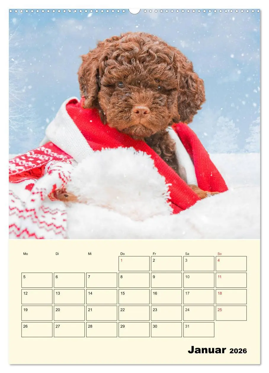 Bild: 9783516381979 | Jahresplaner Lagotto Romagnolo Welpen (Wandkalender 2026 DIN A2...