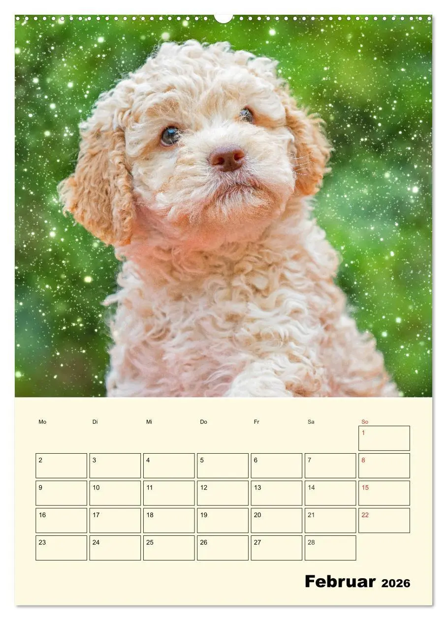Bild: 9783516381979 | Jahresplaner Lagotto Romagnolo Welpen (Wandkalender 2026 DIN A2...