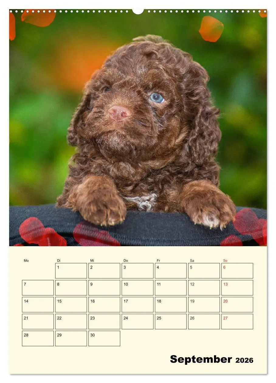 Bild: 9783516381979 | Jahresplaner Lagotto Romagnolo Welpen (Wandkalender 2026 DIN A2...