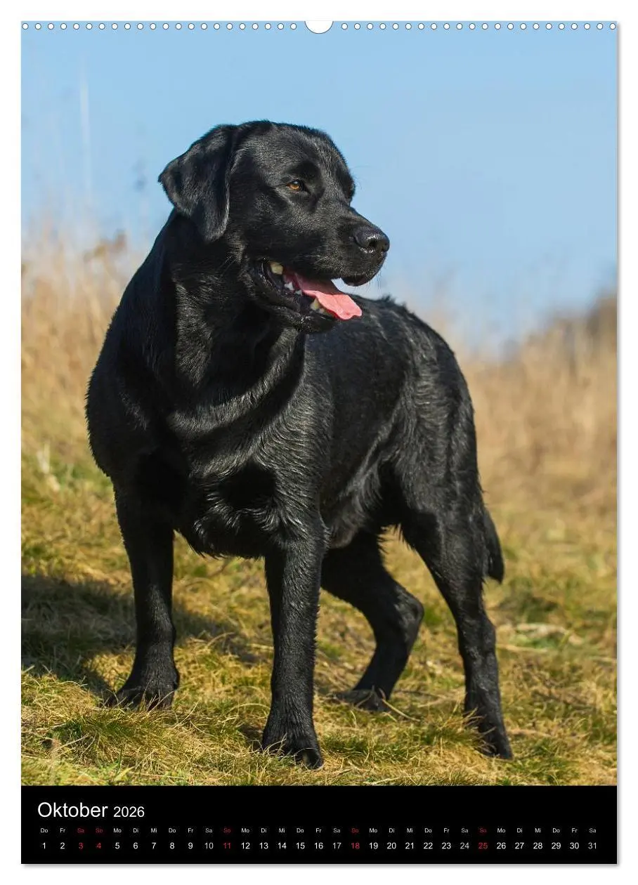 Bild: 9783516451979 | Faszination Labrador Retriever (hochwertiger Premium Wandkalender...