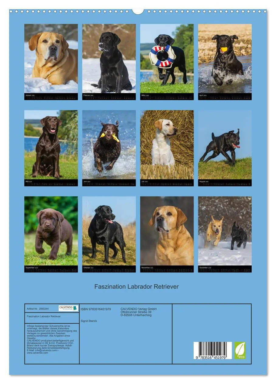 Bild: 9783516451979 | Faszination Labrador Retriever (hochwertiger Premium Wandkalender...