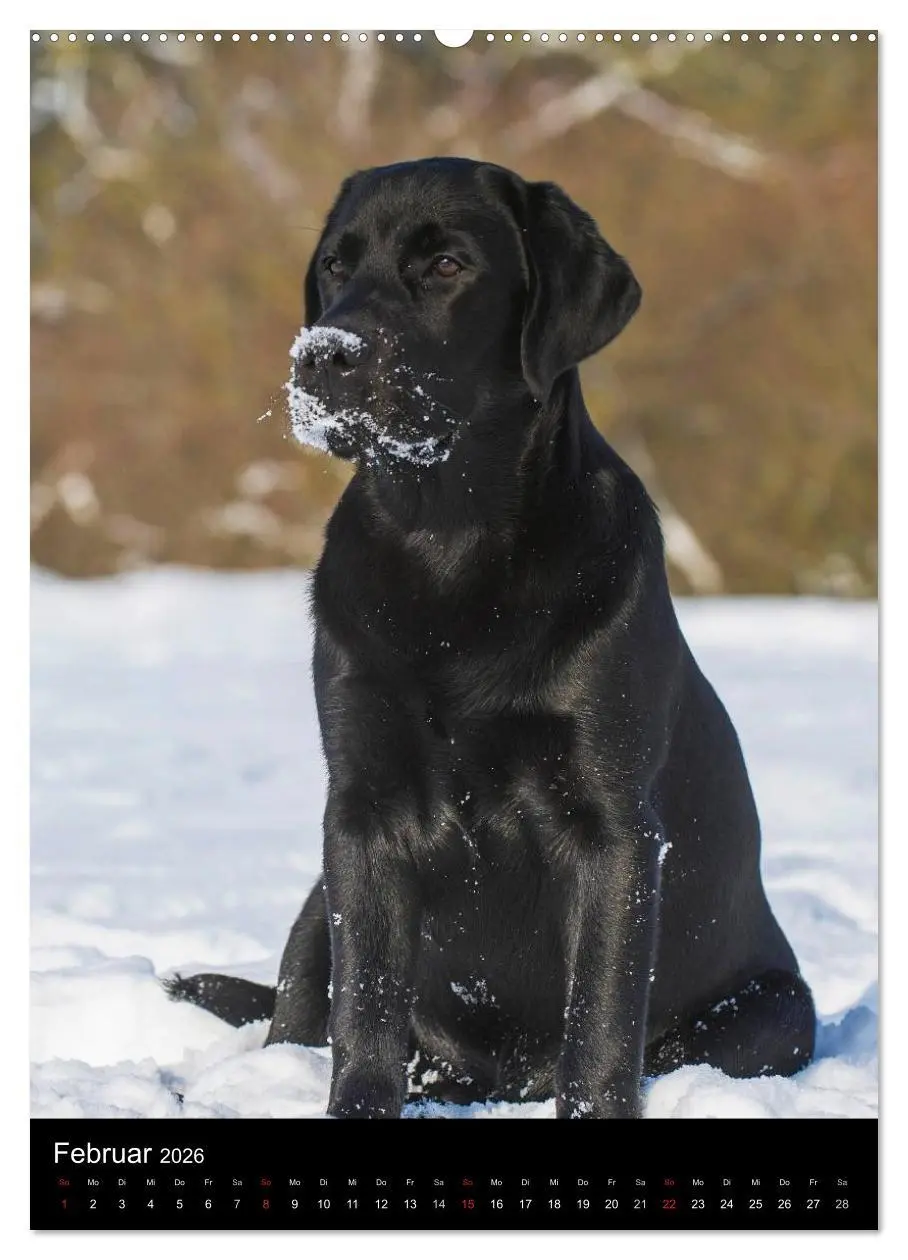 Bild: 9783516451979 | Faszination Labrador Retriever (hochwertiger Premium Wandkalender...