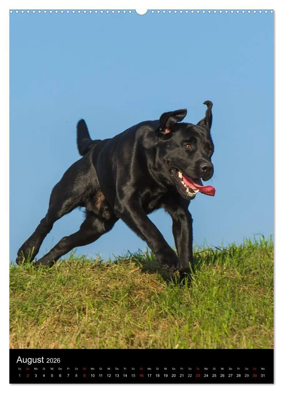 Bild: 9783516451979 | Faszination Labrador Retriever (hochwertiger Premium Wandkalender...
