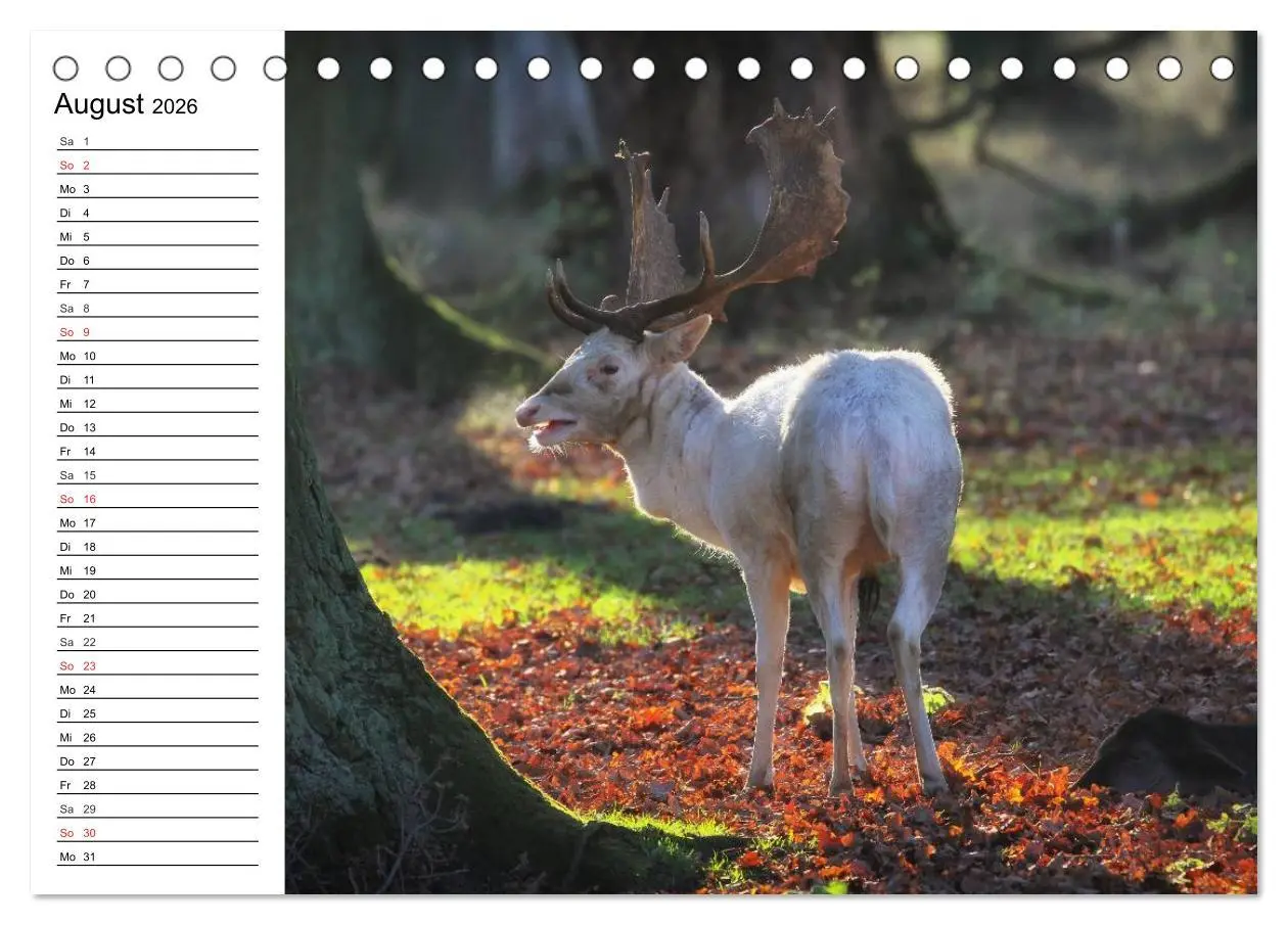 Bild: 9783516002379 | Hannover erleben (Tischkalender 2026 DIN A5 quer), CALVENDO...