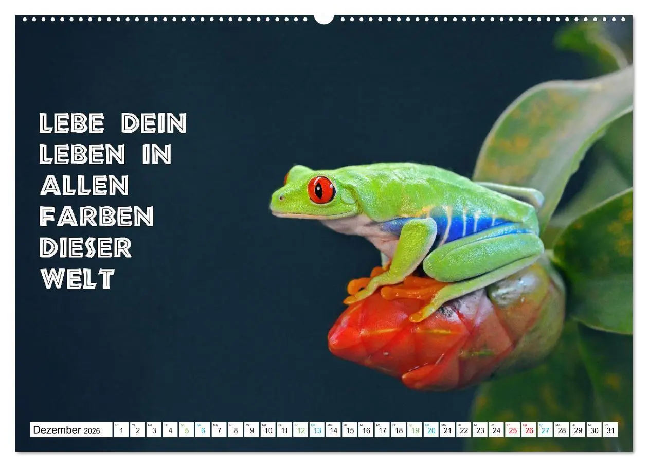 Bild: 9783457382479 | Frosch quakt Sprüche (hochwertiger Premium Wandkalender 2026 DIN A2...