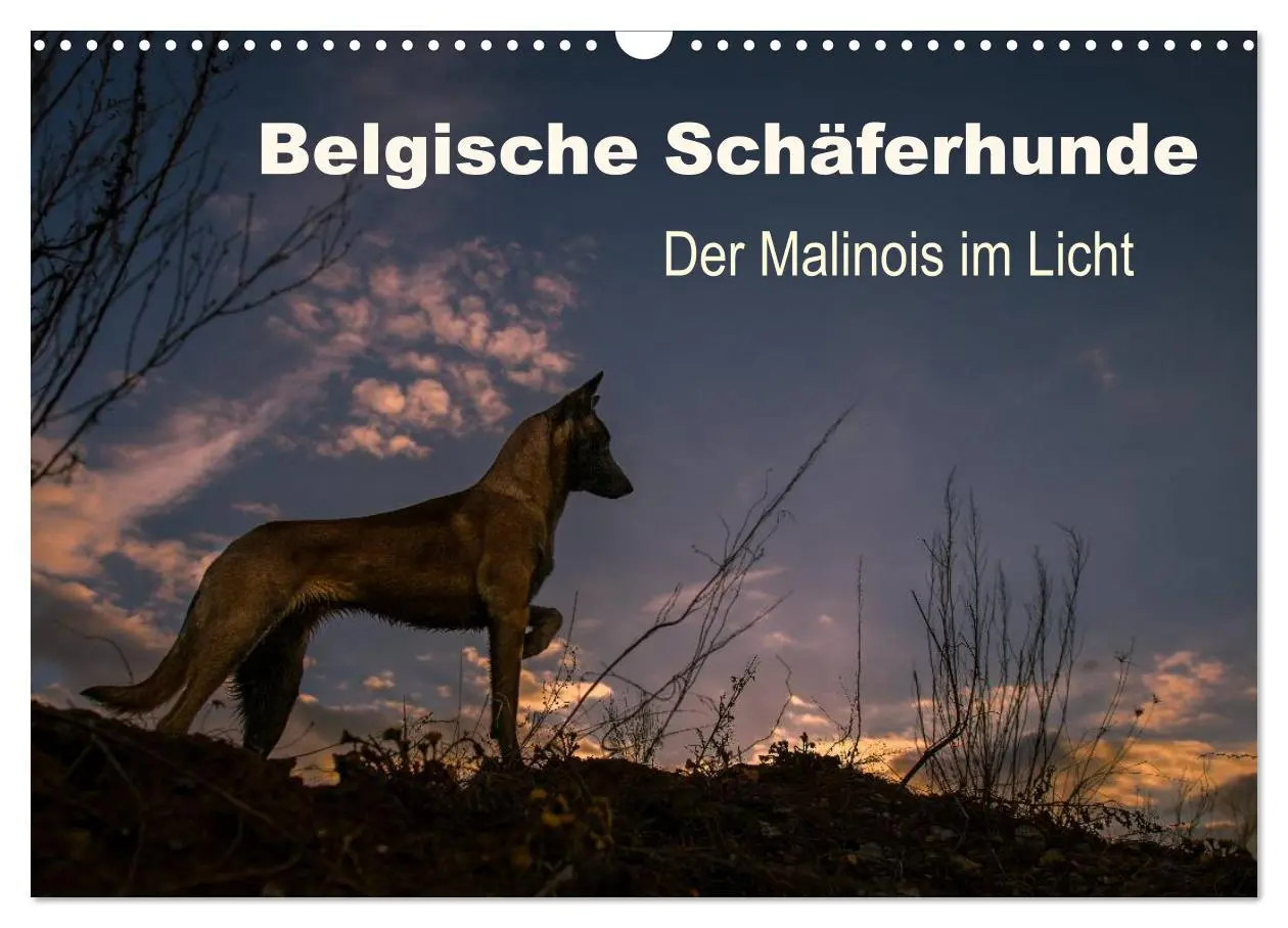 Cover: 9783516082579 | Belgische Schäferhunde - Der Malinois im Licht (Wandkalender 2026...