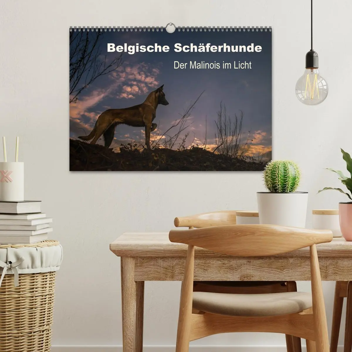 Bild: 9783516082579 | Belgische Schäferhunde - Der Malinois im Licht (Wandkalender 2026...