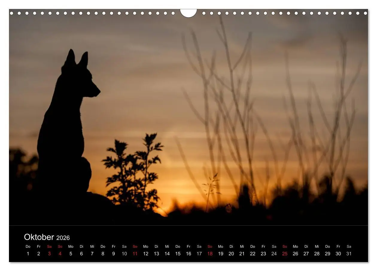 Bild: 9783516082579 | Belgische Schäferhunde - Der Malinois im Licht (Wandkalender 2026...