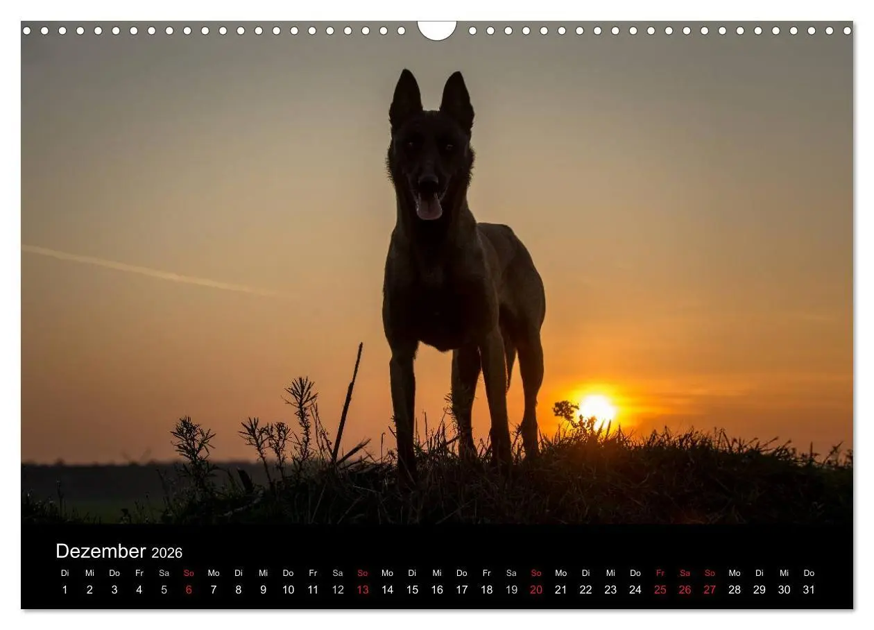 Bild: 9783516082579 | Belgische Schäferhunde - Der Malinois im Licht (Wandkalender 2026...