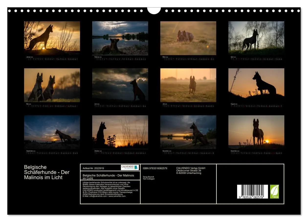 Bild: 9783516082579 | Belgische Schäferhunde - Der Malinois im Licht (Wandkalender 2026...