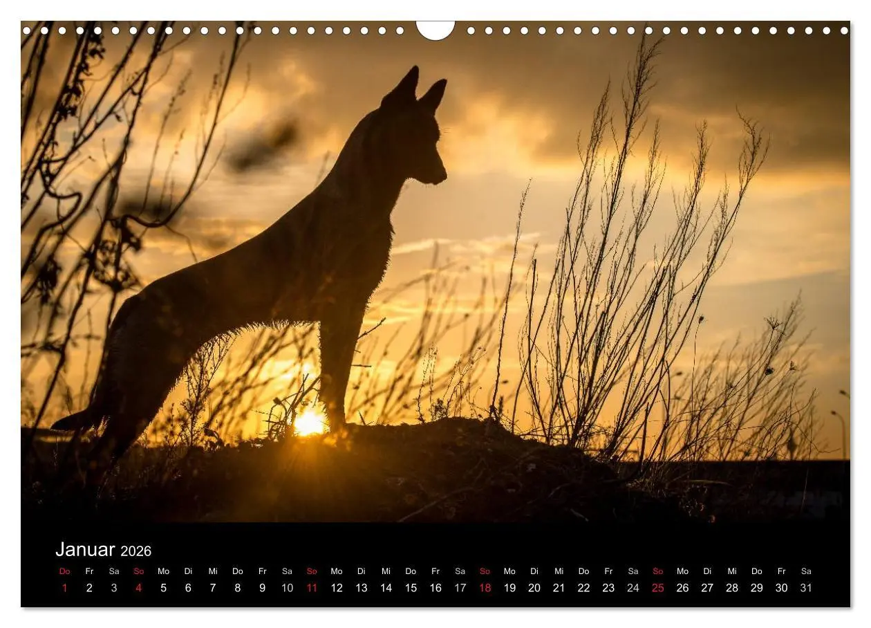 Bild: 9783516082579 | Belgische Schäferhunde - Der Malinois im Licht (Wandkalender 2026...