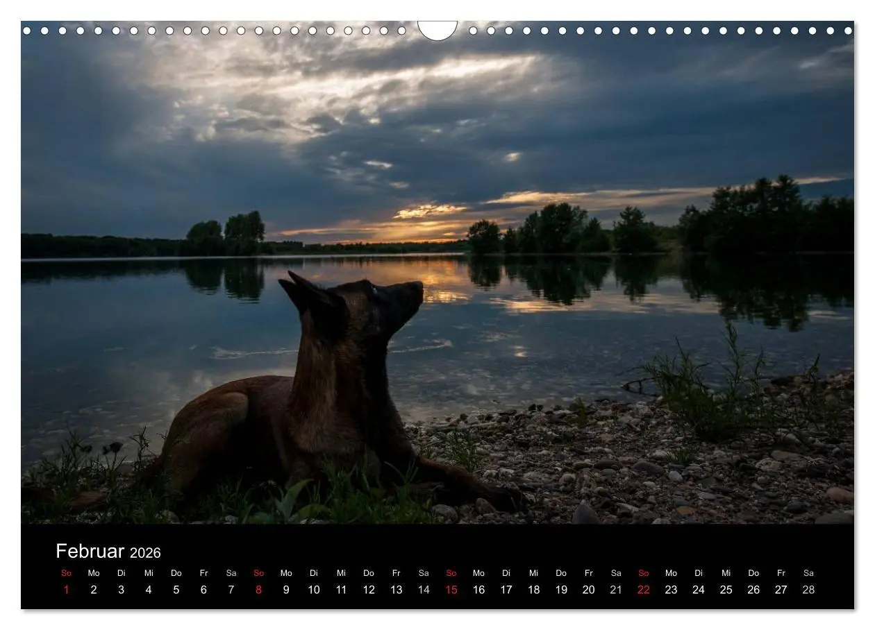 Bild: 9783516082579 | Belgische Schäferhunde - Der Malinois im Licht (Wandkalender 2026...