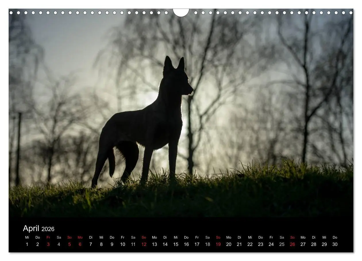 Bild: 9783516082579 | Belgische Schäferhunde - Der Malinois im Licht (Wandkalender 2026...