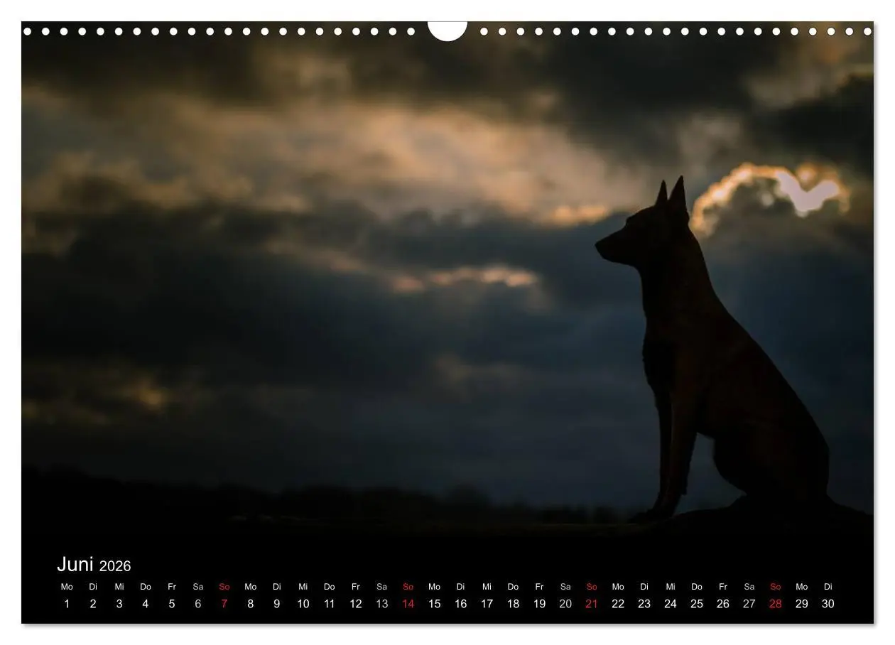 Bild: 9783516082579 | Belgische Schäferhunde - Der Malinois im Licht (Wandkalender 2026...