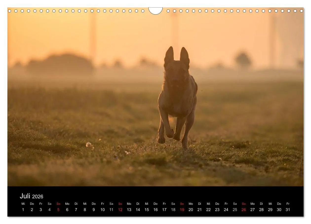 Bild: 9783516082579 | Belgische Schäferhunde - Der Malinois im Licht (Wandkalender 2026...