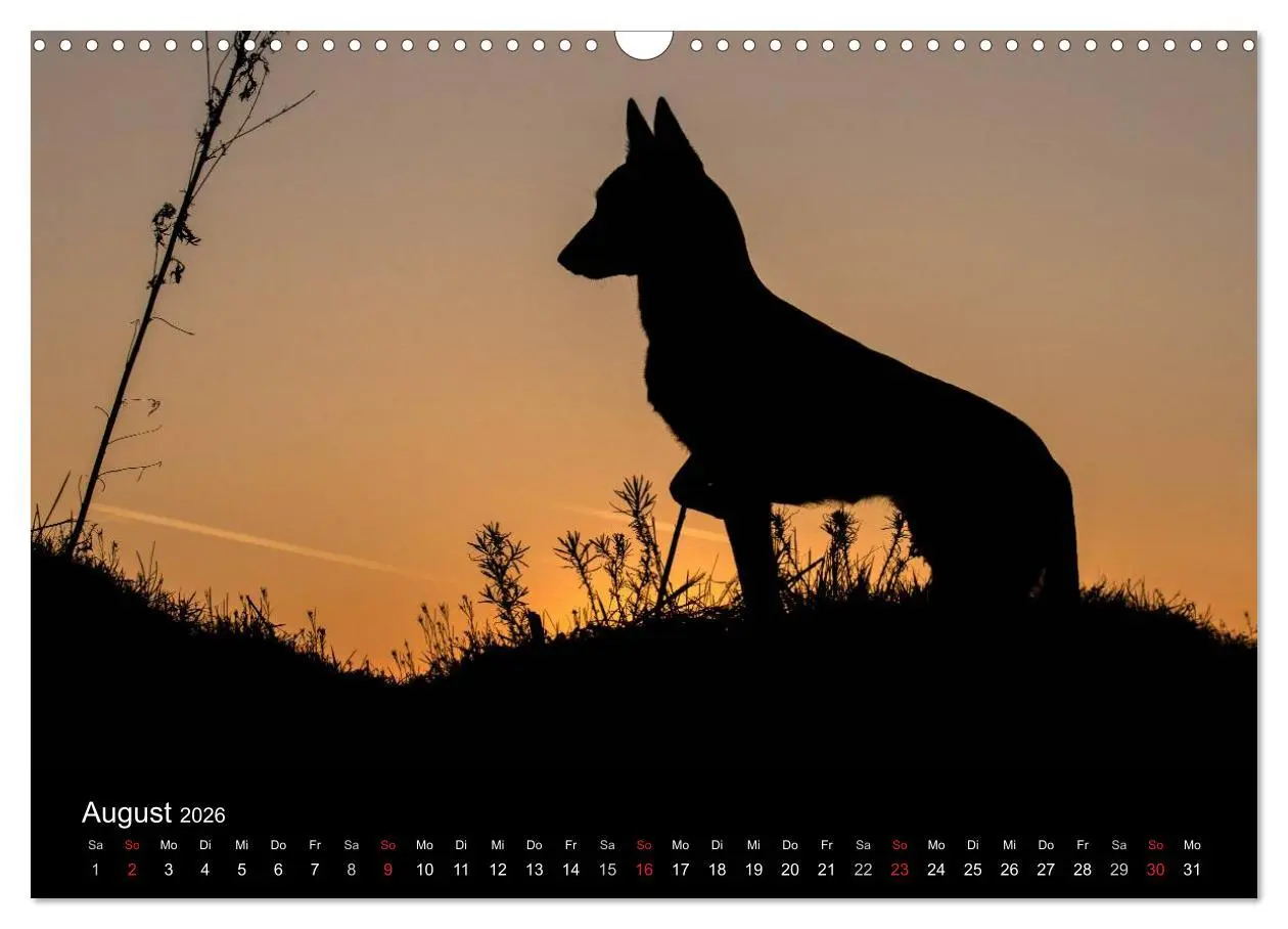 Bild: 9783516082579 | Belgische Schäferhunde - Der Malinois im Licht (Wandkalender 2026...