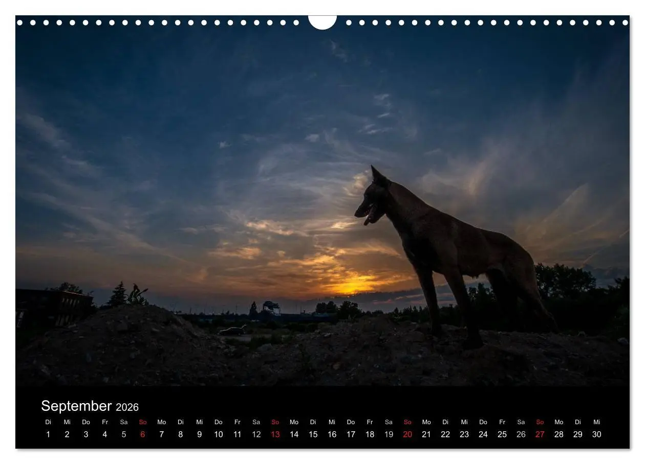 Bild: 9783516082579 | Belgische Schäferhunde - Der Malinois im Licht (Wandkalender 2026...