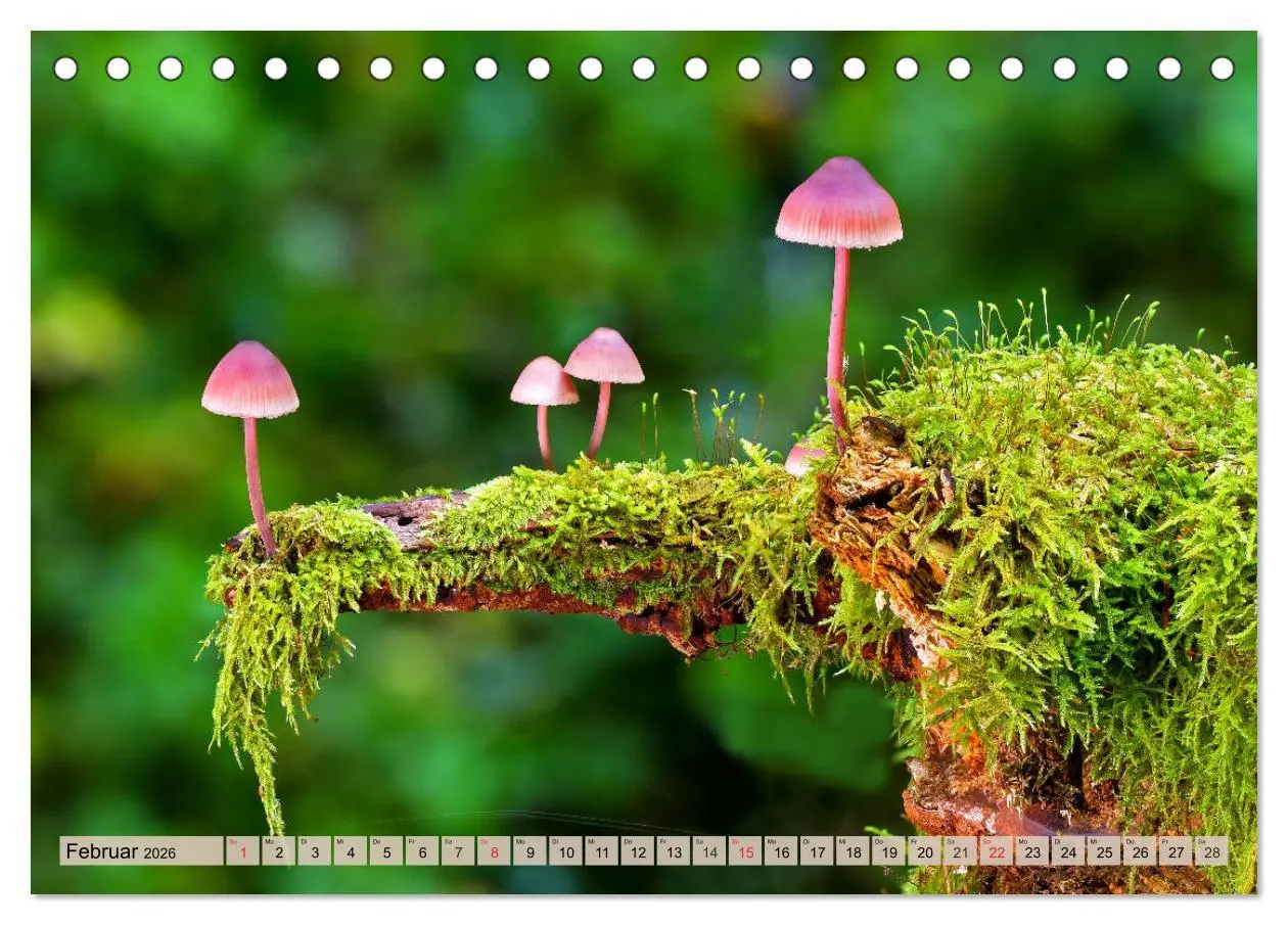 Bild: 9783457742679 | Leise durch den Wald. Sich Zeit nehmen und der Stille lauschen...