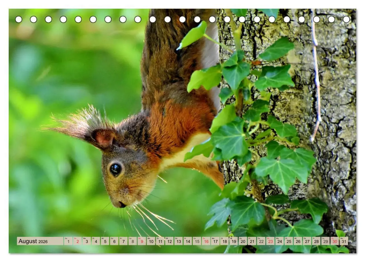 Bild: 9783457742679 | Leise durch den Wald. Sich Zeit nehmen und der Stille lauschen...