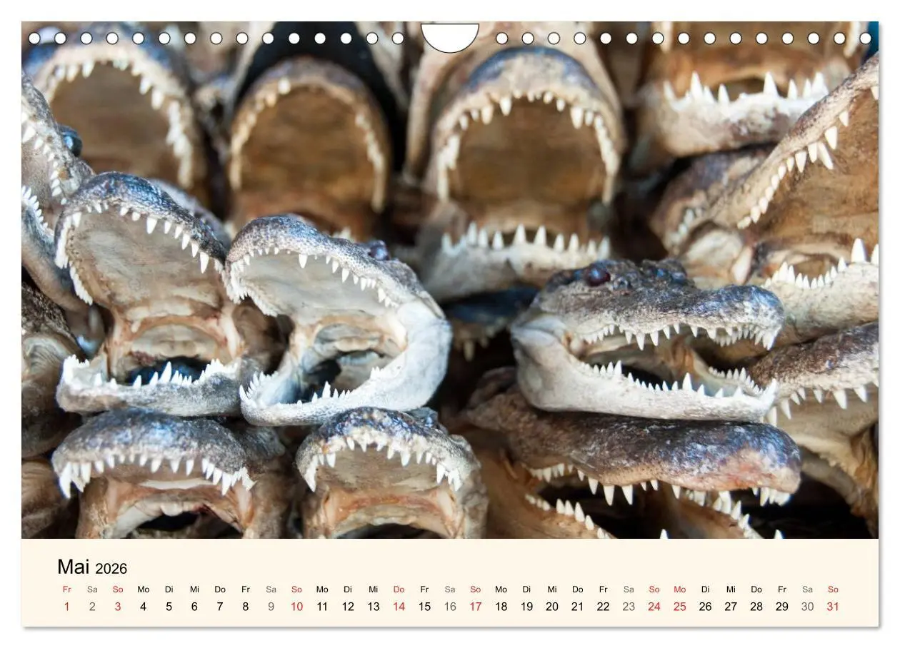 Bild: 9783516142679 | Sommer in New Orleans (Wandkalender 2026 DIN A4 quer), CALVENDO...