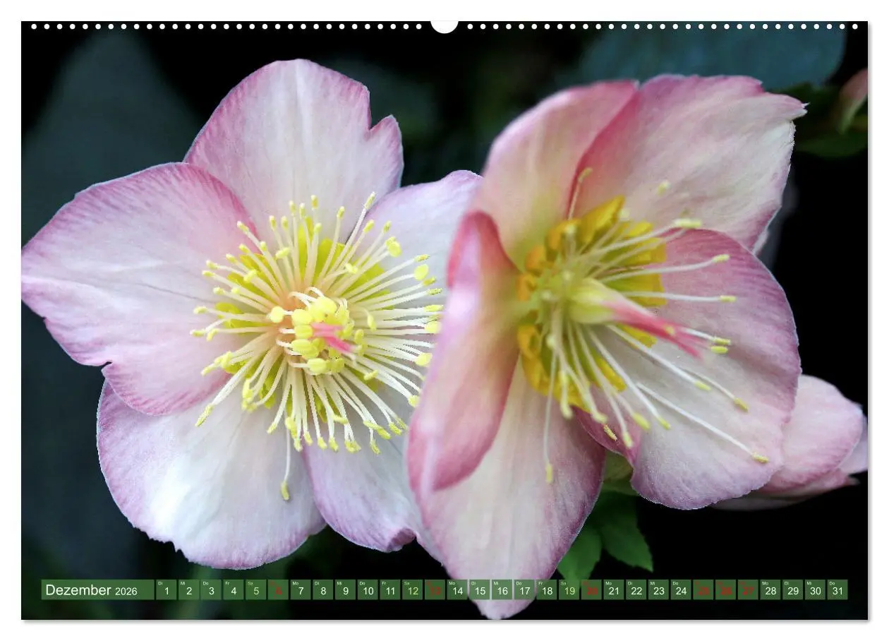 Bild: 9783457282779 | Im Reich der Blüten (hochwertiger Premium Wandkalender 2026 DIN A2...