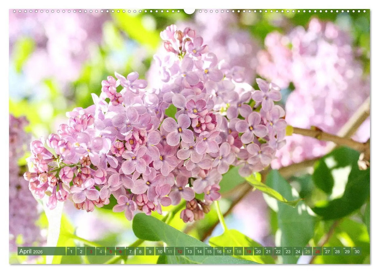 Bild: 9783457282779 | Im Reich der Blüten (hochwertiger Premium Wandkalender 2026 DIN A2...