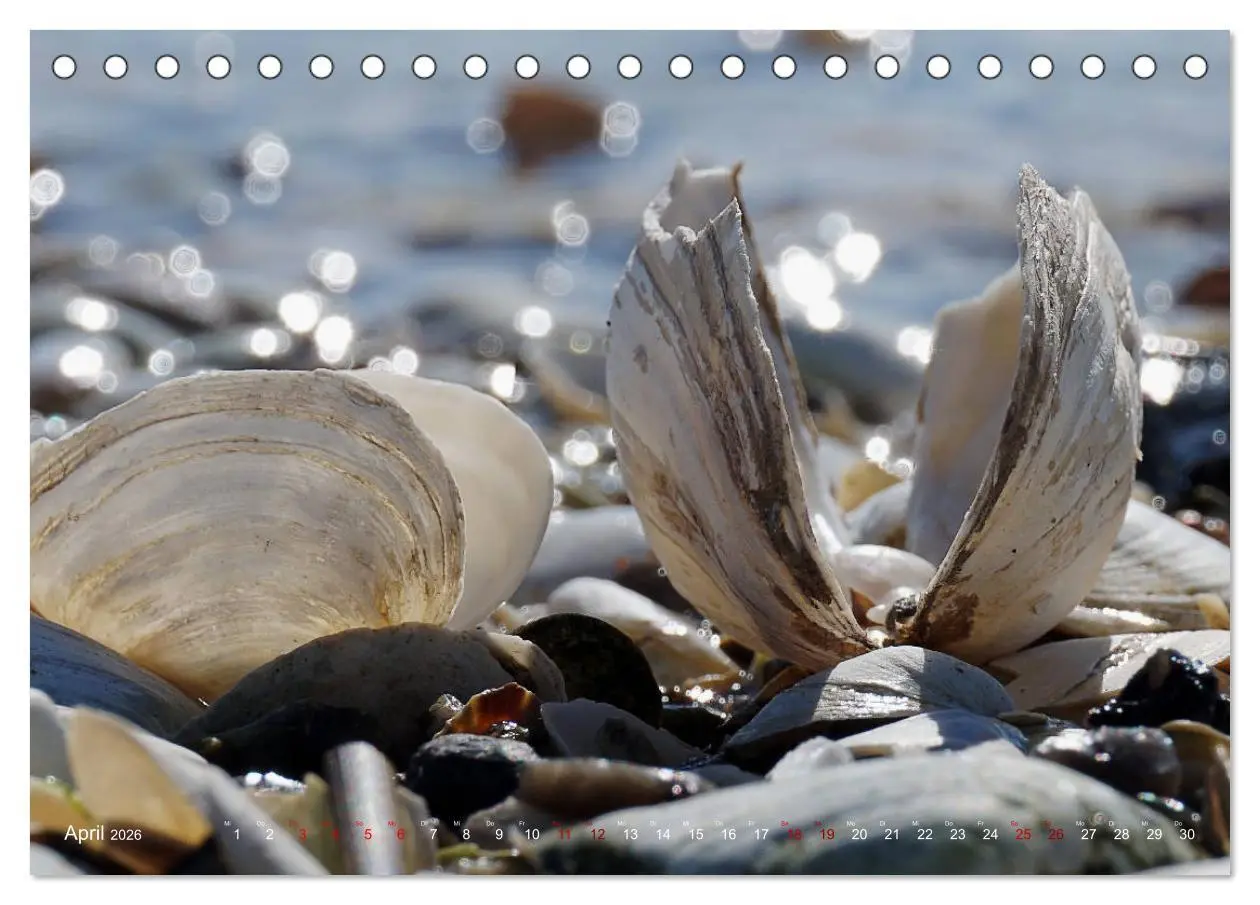 Bild: 9783457732779 | Kappeln und Angeln - Zwischen Ostsee und Schlei (Tischkalender 2026...