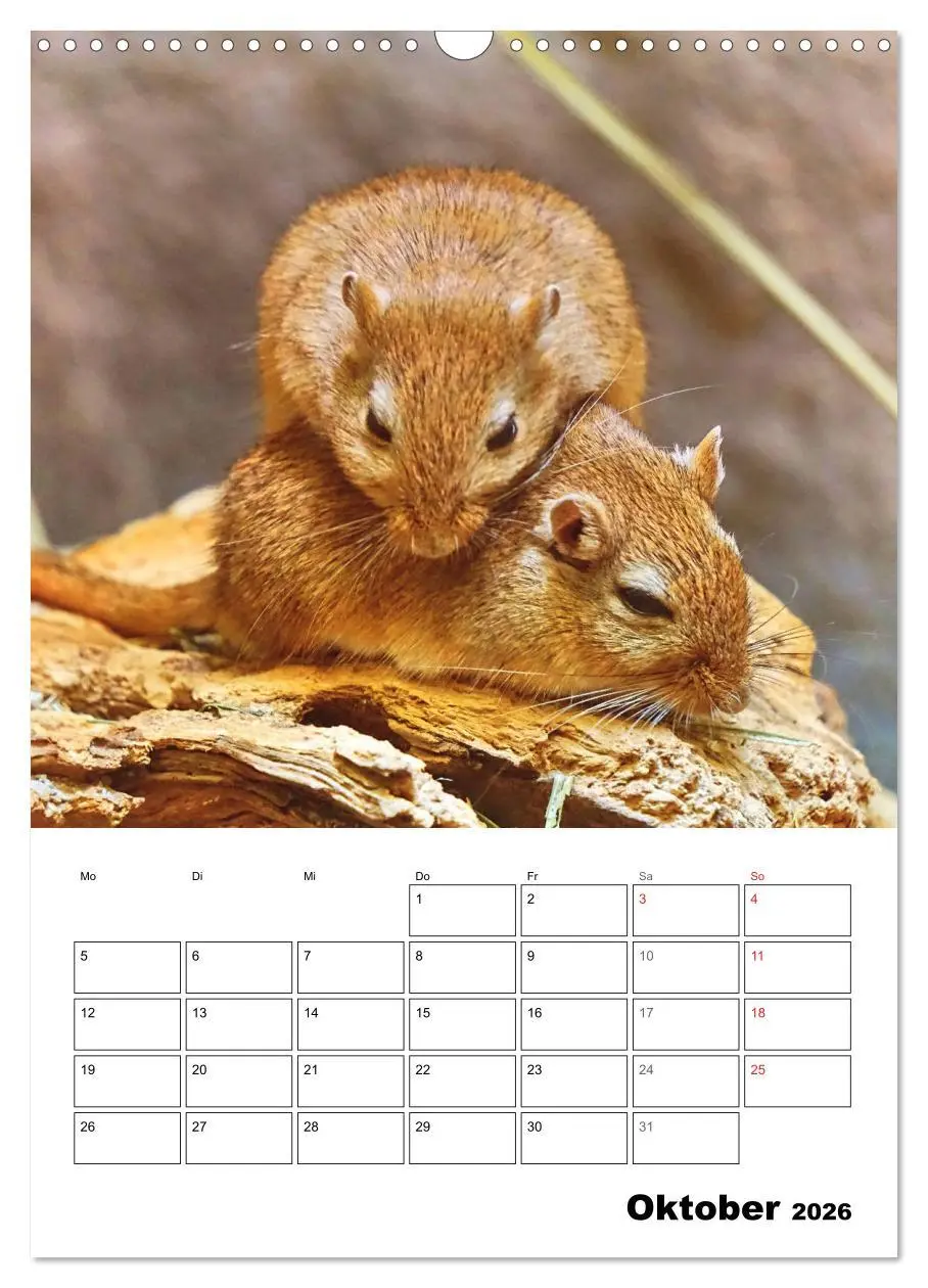 Bild: 9783516372779 | Mongolische Rennmäuse (Wandkalender 2026 DIN A3 hoch), CALVENDO...