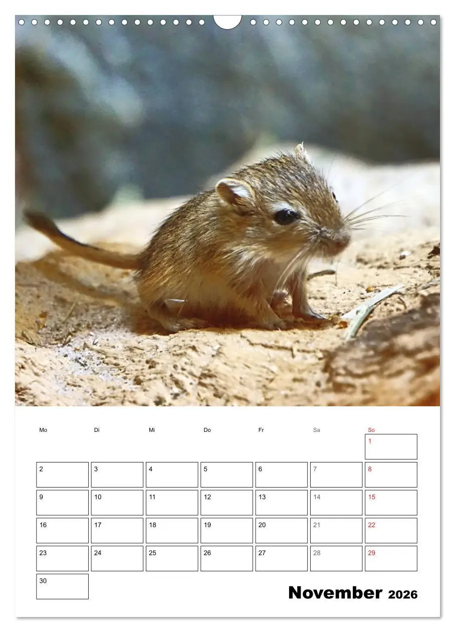 Bild: 9783516372779 | Mongolische Rennmäuse (Wandkalender 2026 DIN A3 hoch), CALVENDO...