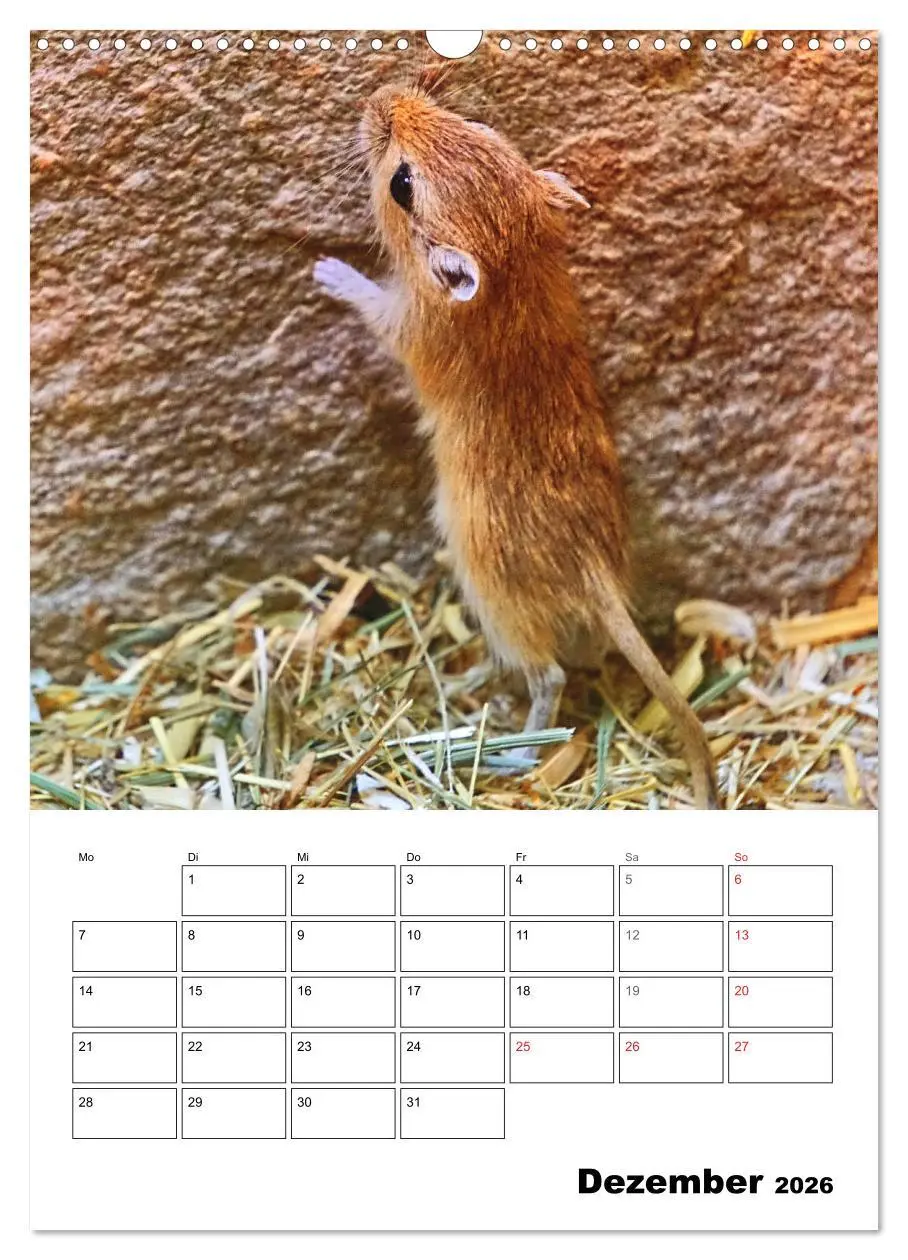 Bild: 9783516372779 | Mongolische Rennmäuse (Wandkalender 2026 DIN A3 hoch), CALVENDO...