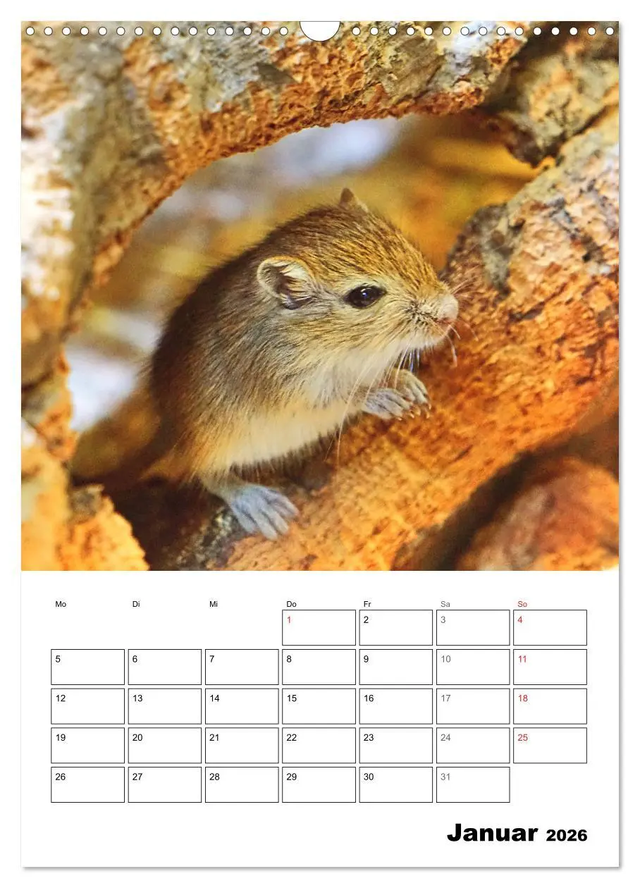 Bild: 9783516372779 | Mongolische Rennmäuse (Wandkalender 2026 DIN A3 hoch), CALVENDO...