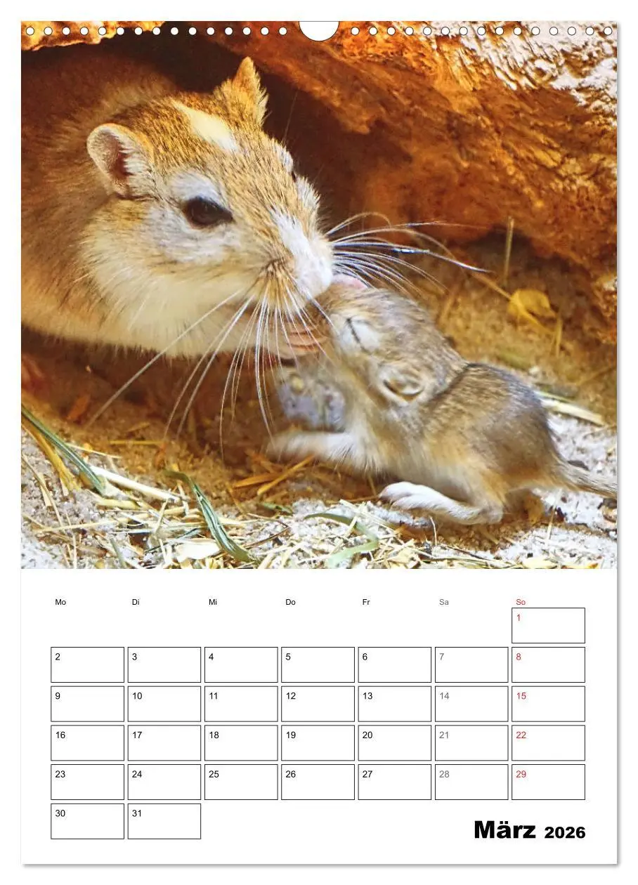 Bild: 9783516372779 | Mongolische Rennmäuse (Wandkalender 2026 DIN A3 hoch), CALVENDO...